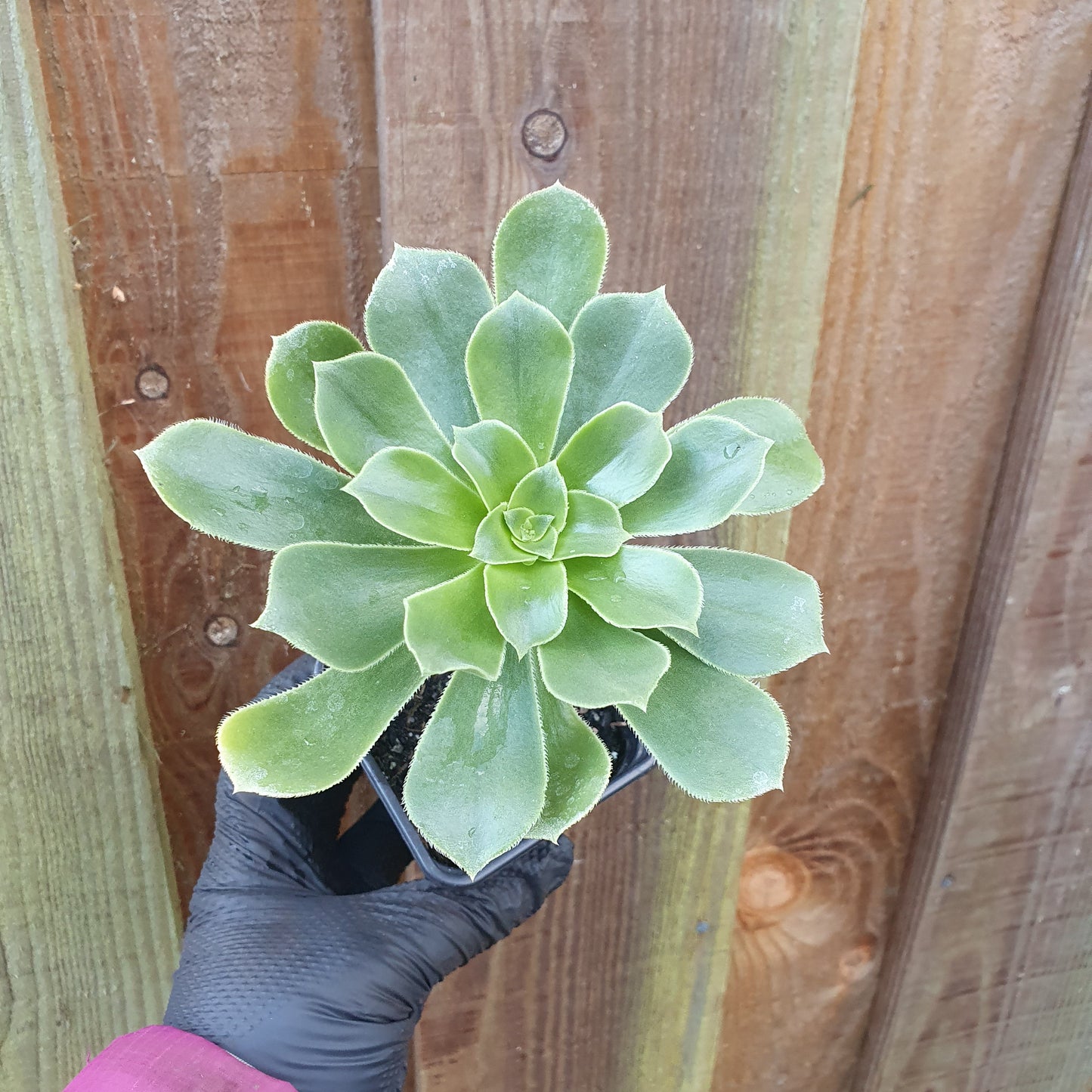 Aeonium Balsamiferum