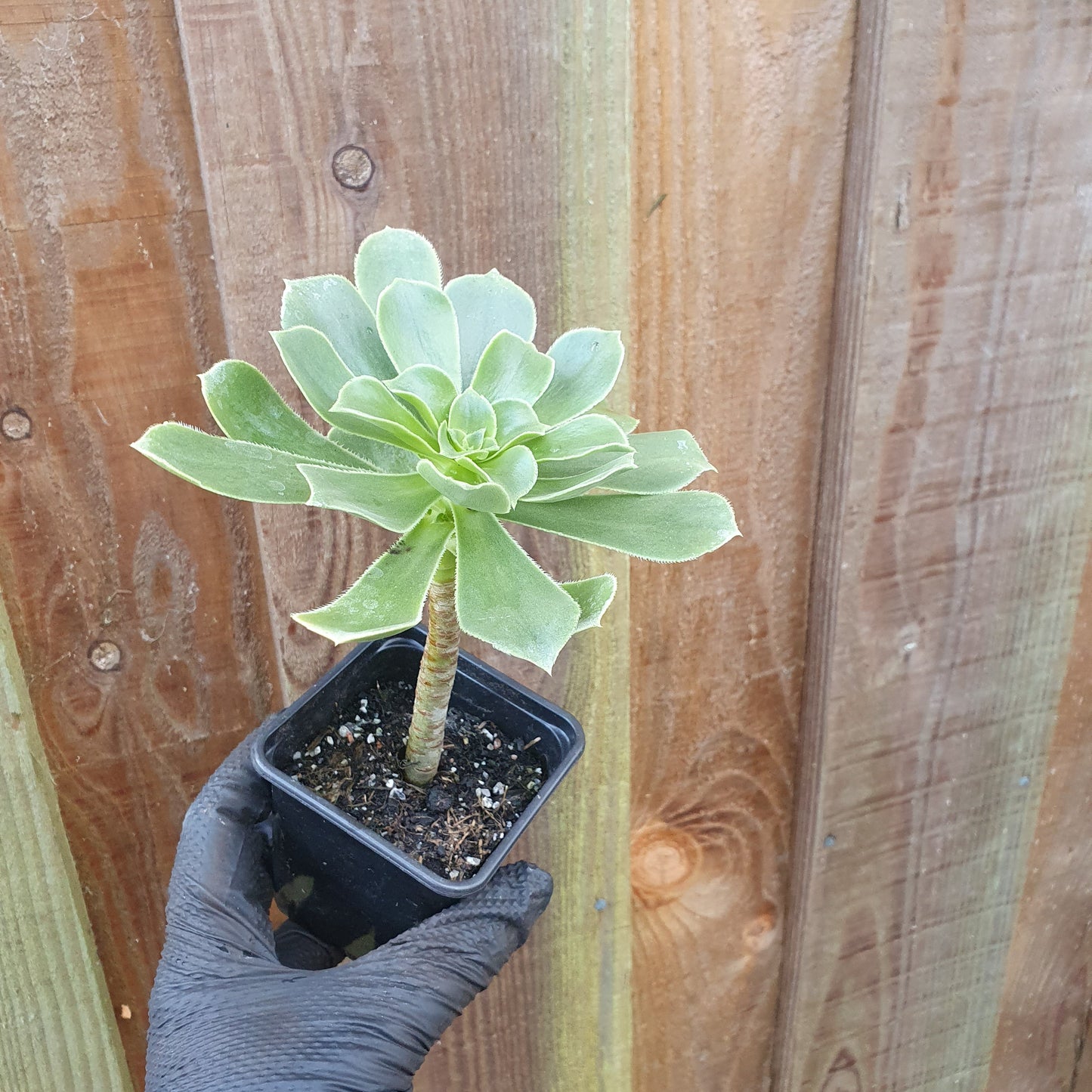 Aeonium Balsamiferum