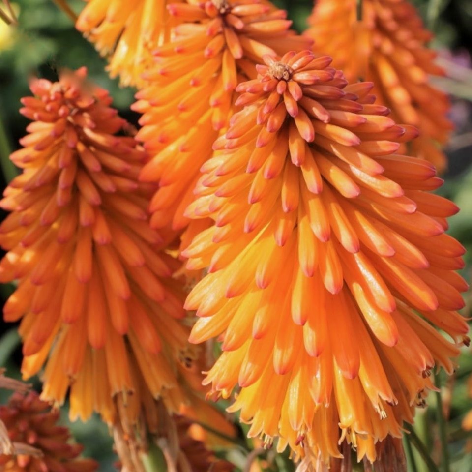 Kniphofia 'poco orange' (Red Hot Poker)