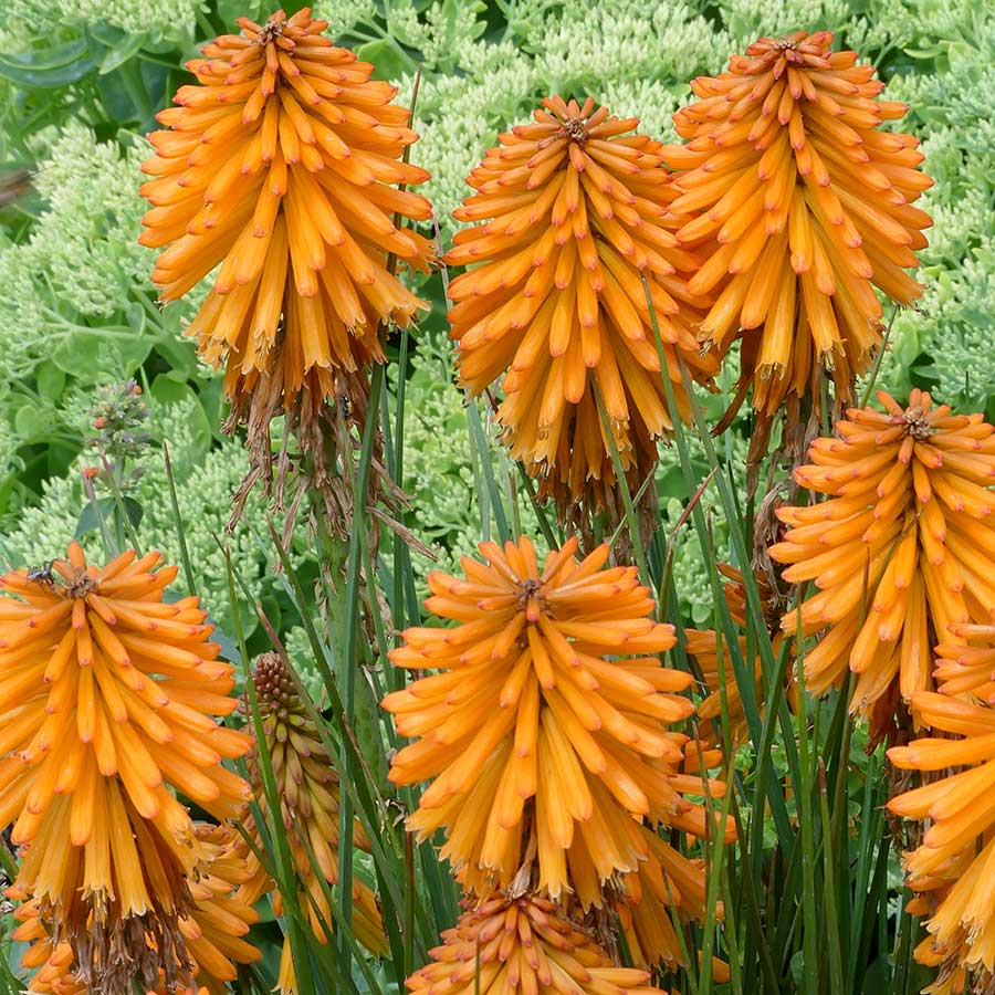 kniphofia, orange, poco orange, red hot poker