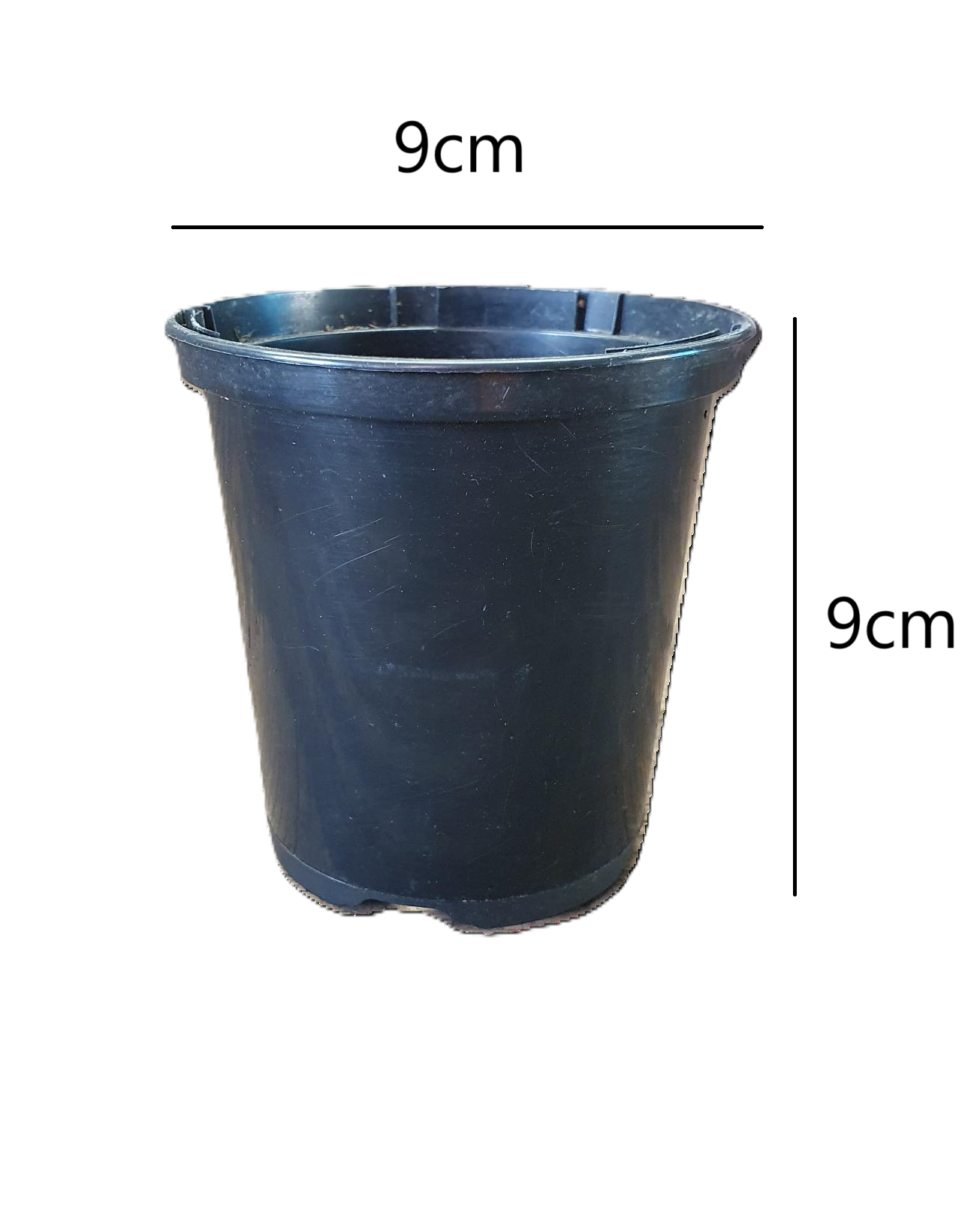 Helenium autumnale 'Helena Red Shades'