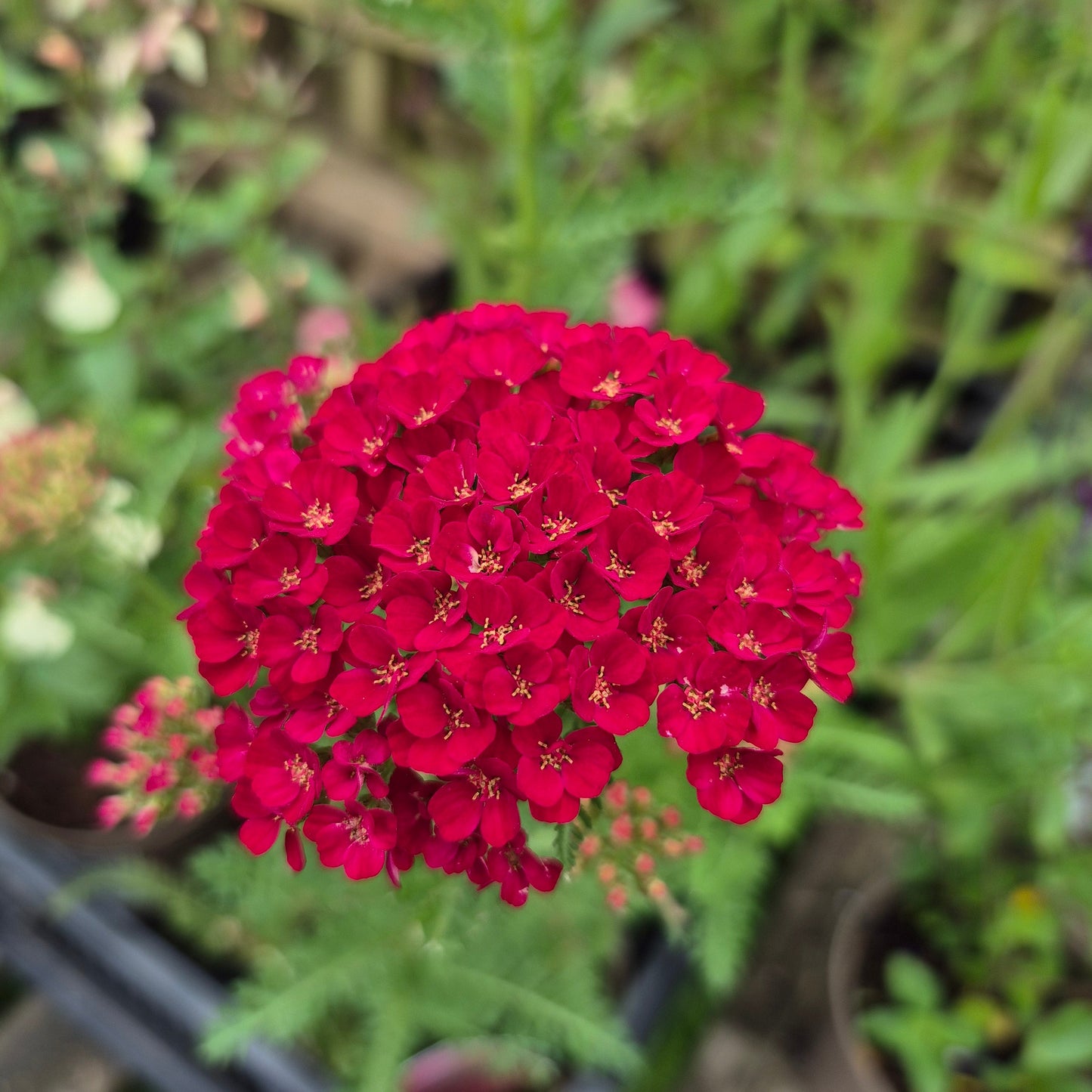 Achillea Millefolium 'Pomegranate' (Tutti Frutti Series)