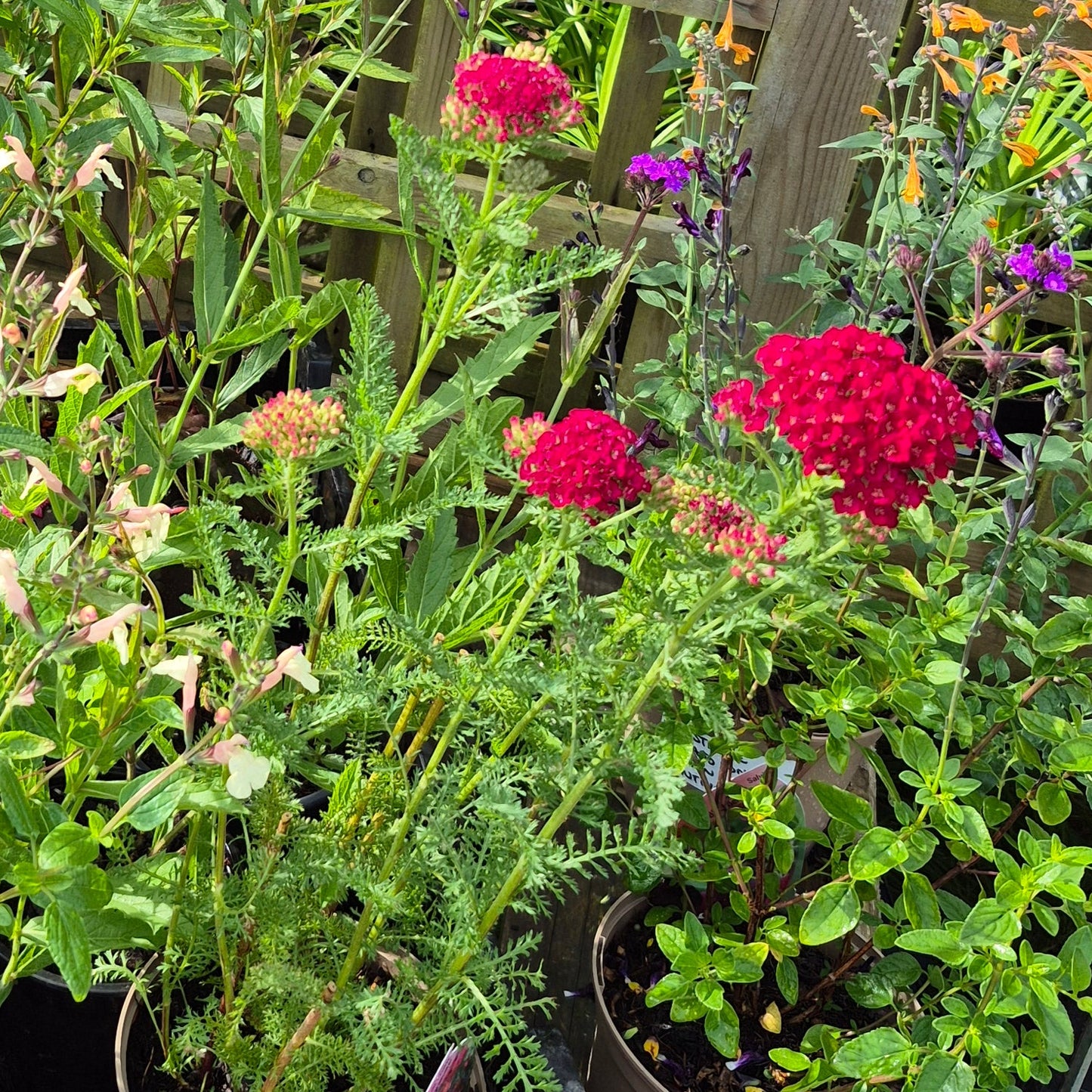 Achillea Millefolium 'Pomegranate' (Tutti Frutti Series)