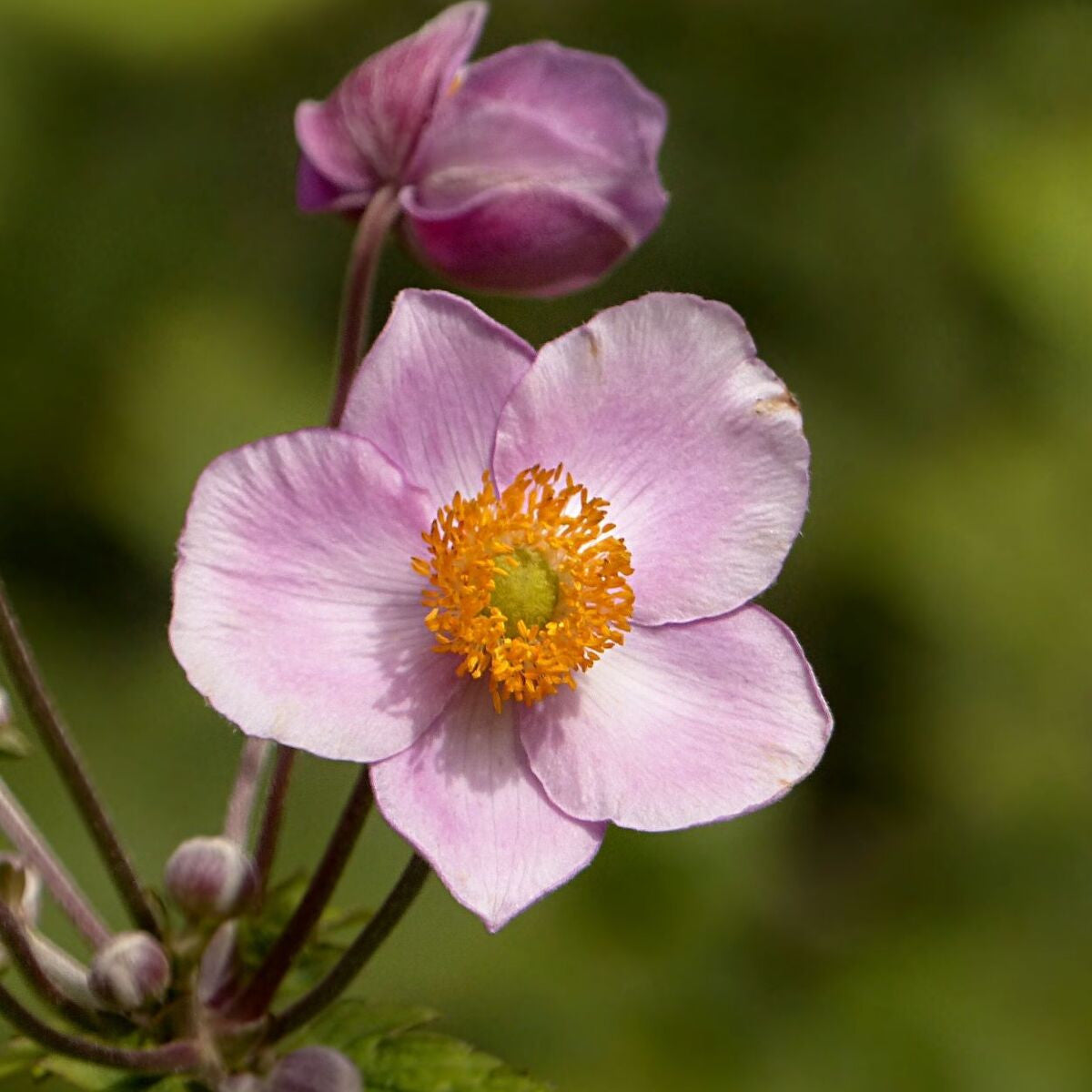 Anemone September Charm