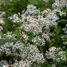 Aster divaricatus perennial