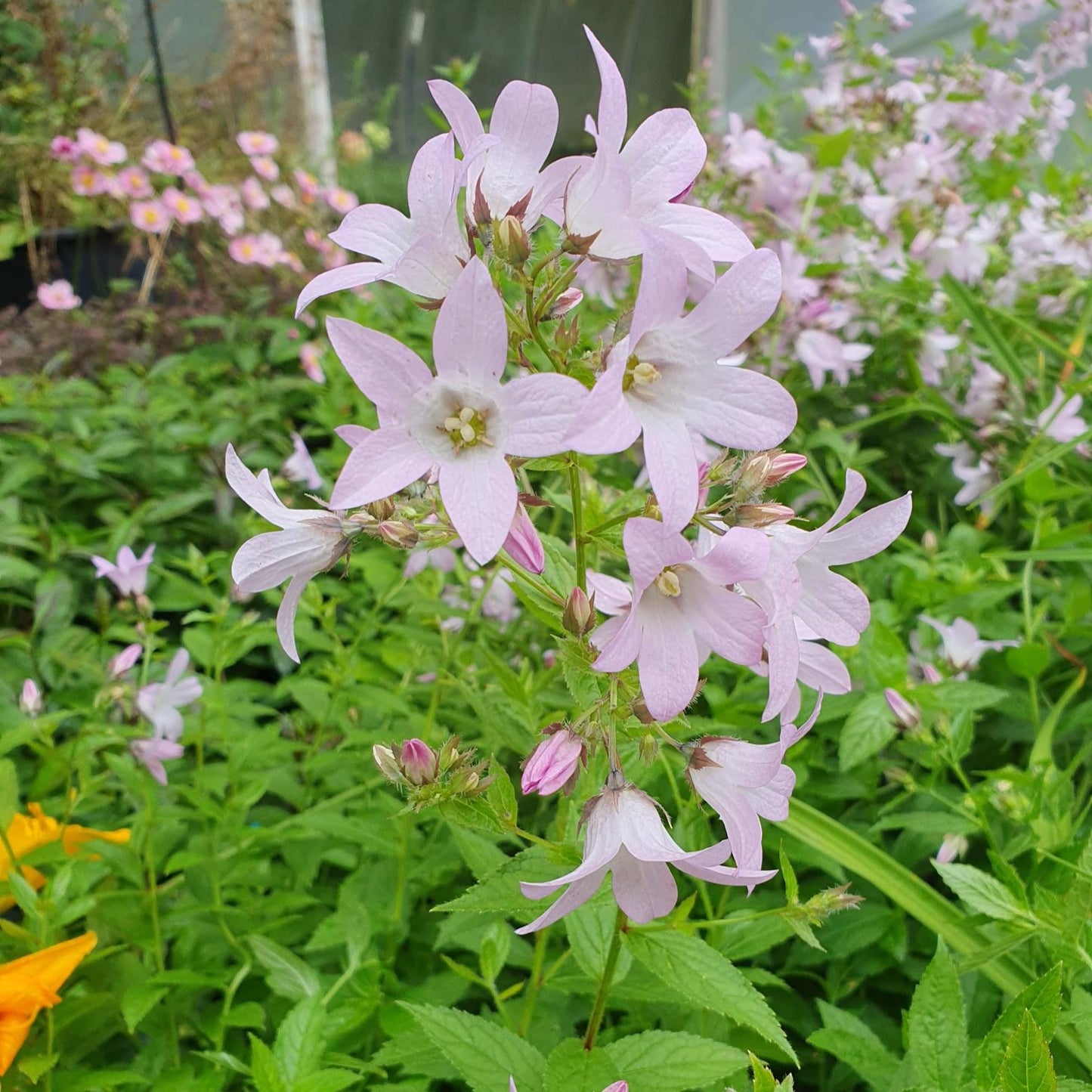 Campanula Lactiflora Loddon Anna