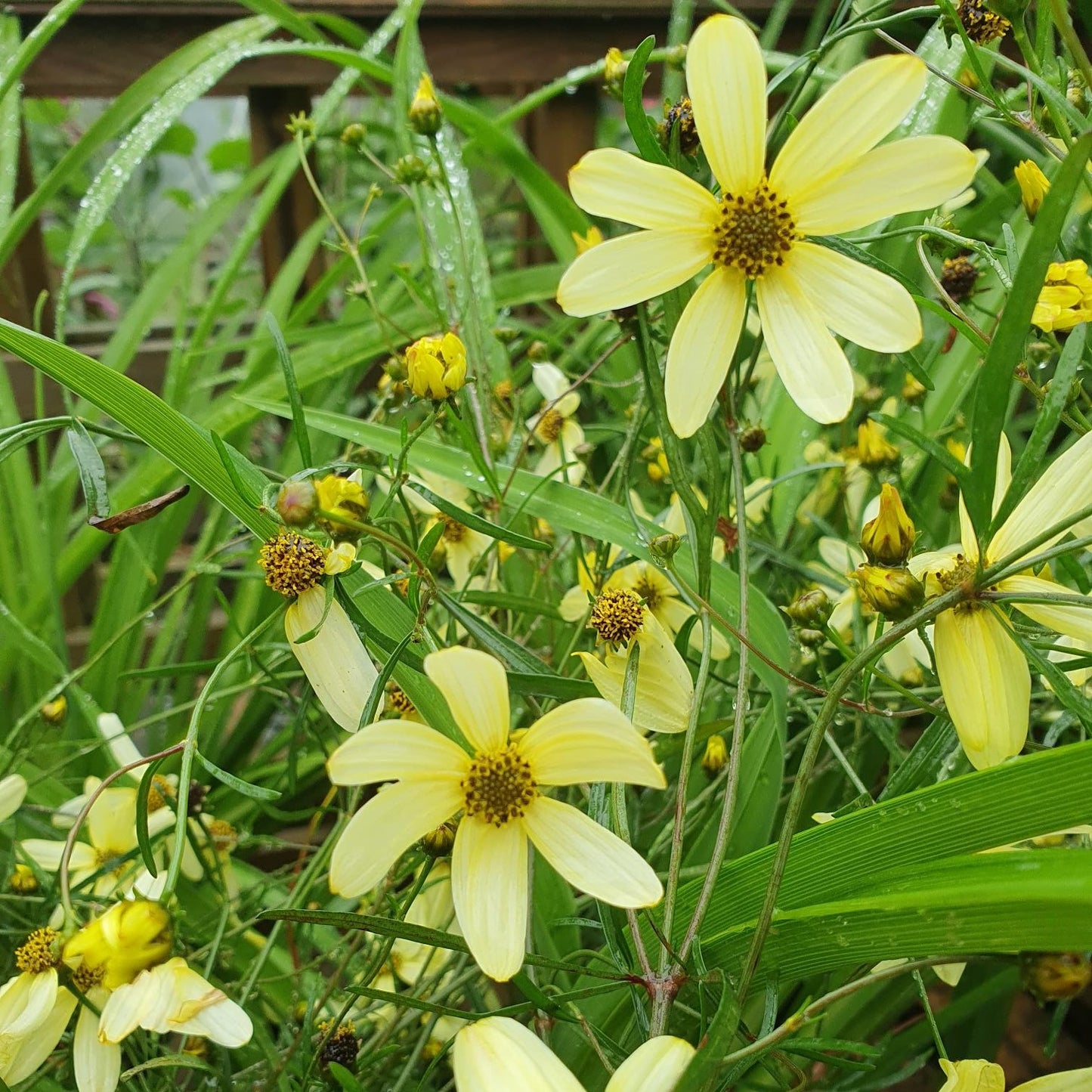 Coreopsis Moonbeam
