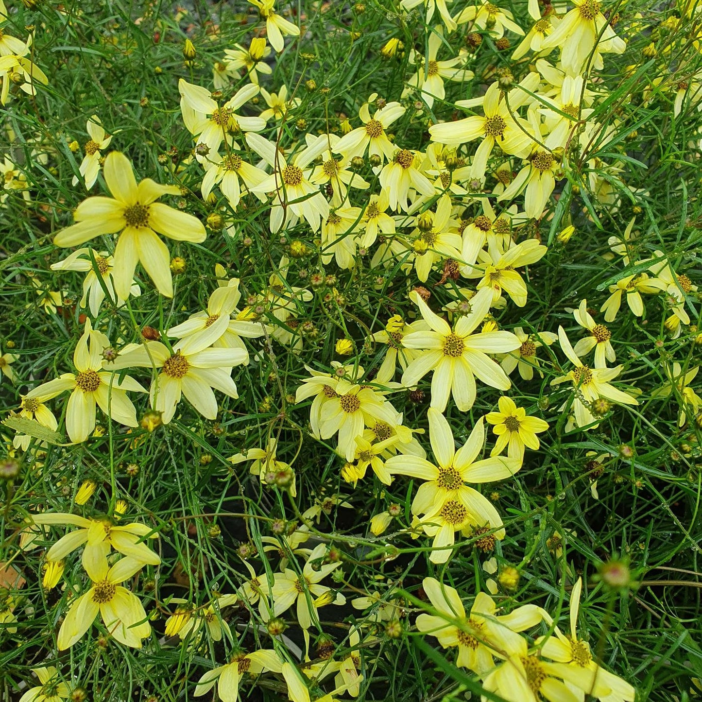 Coreopsis Moonbeam