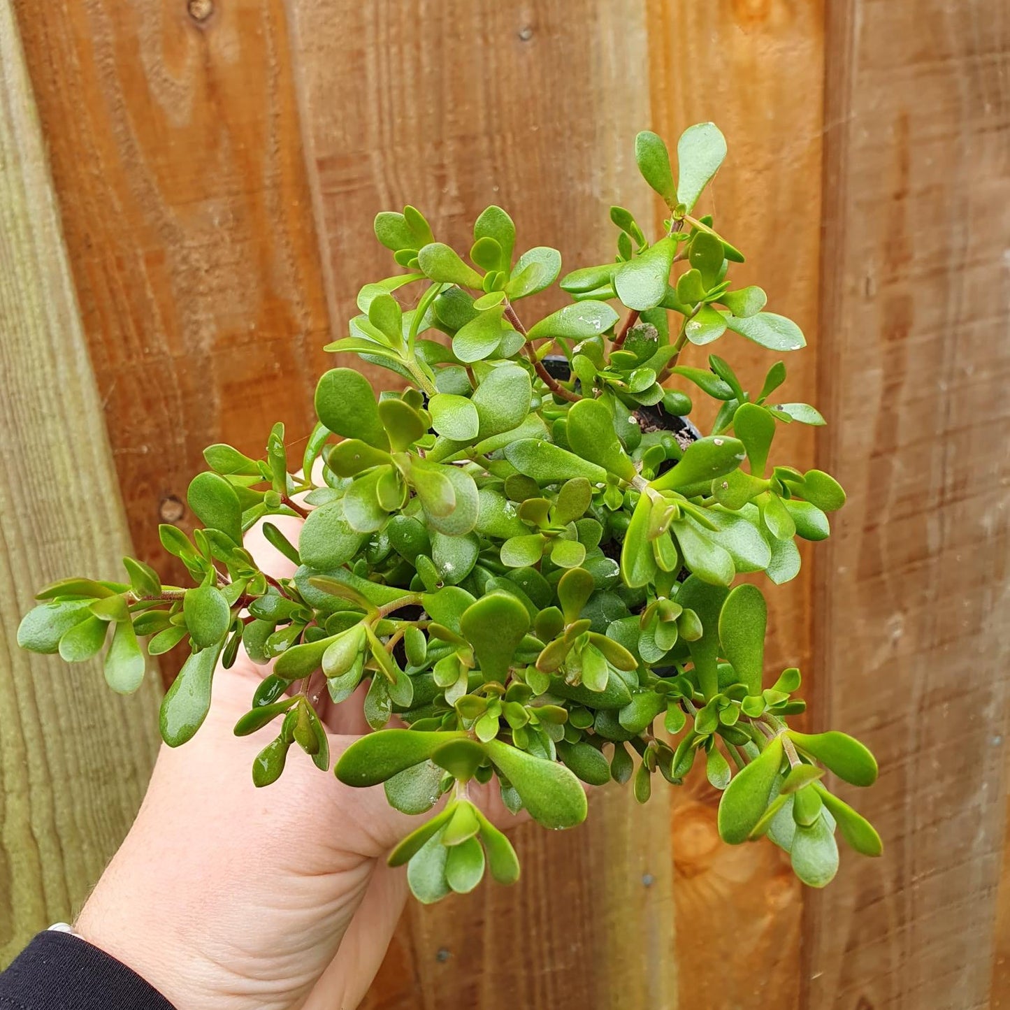 crassula succulent