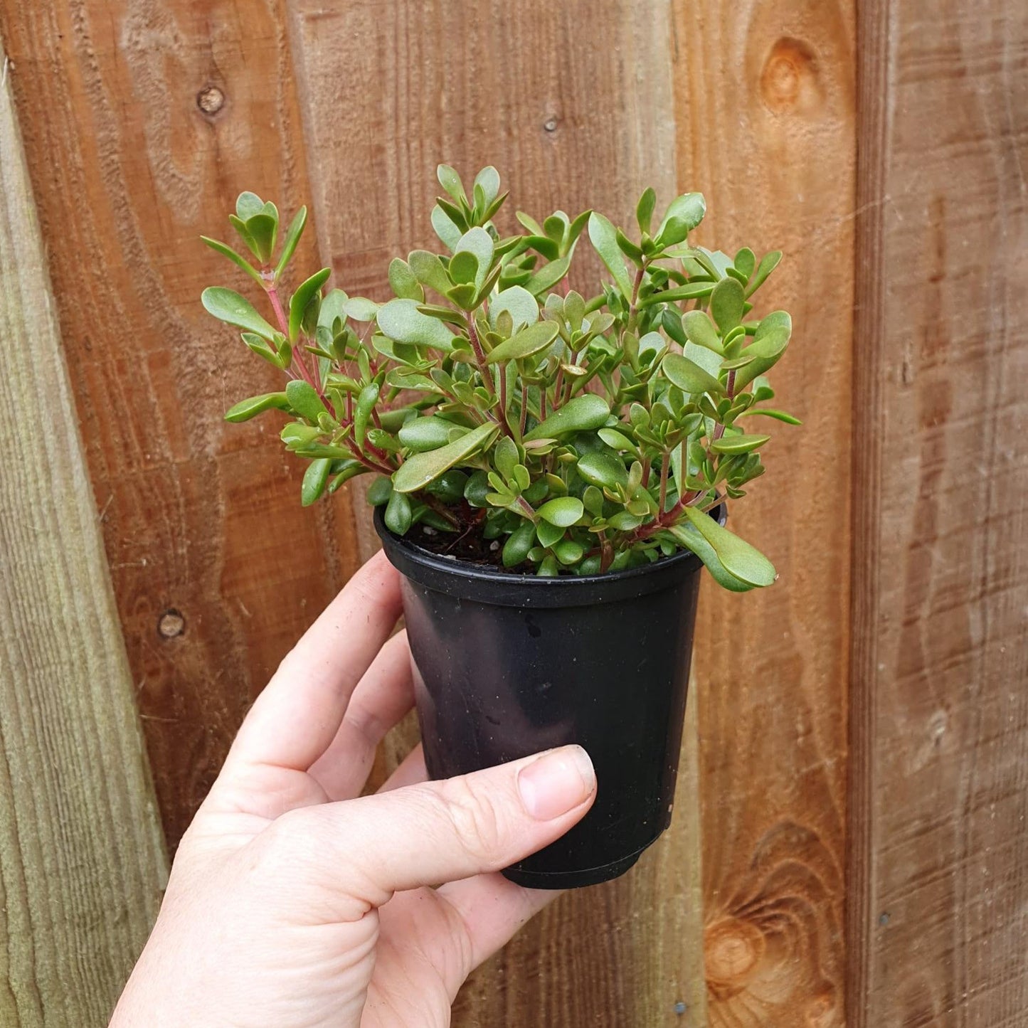 Crassula Pubescens Subsp. Radicans
