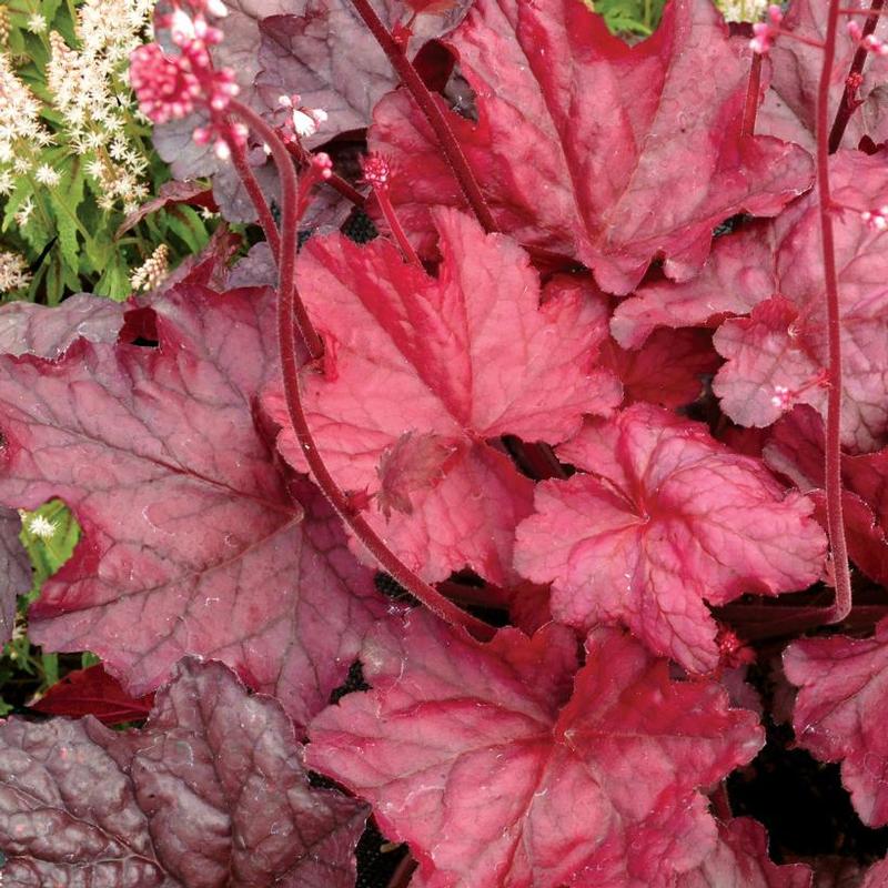 Heuchera 'Fire Chief'