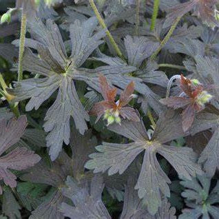 Geranium maculatum Espresso