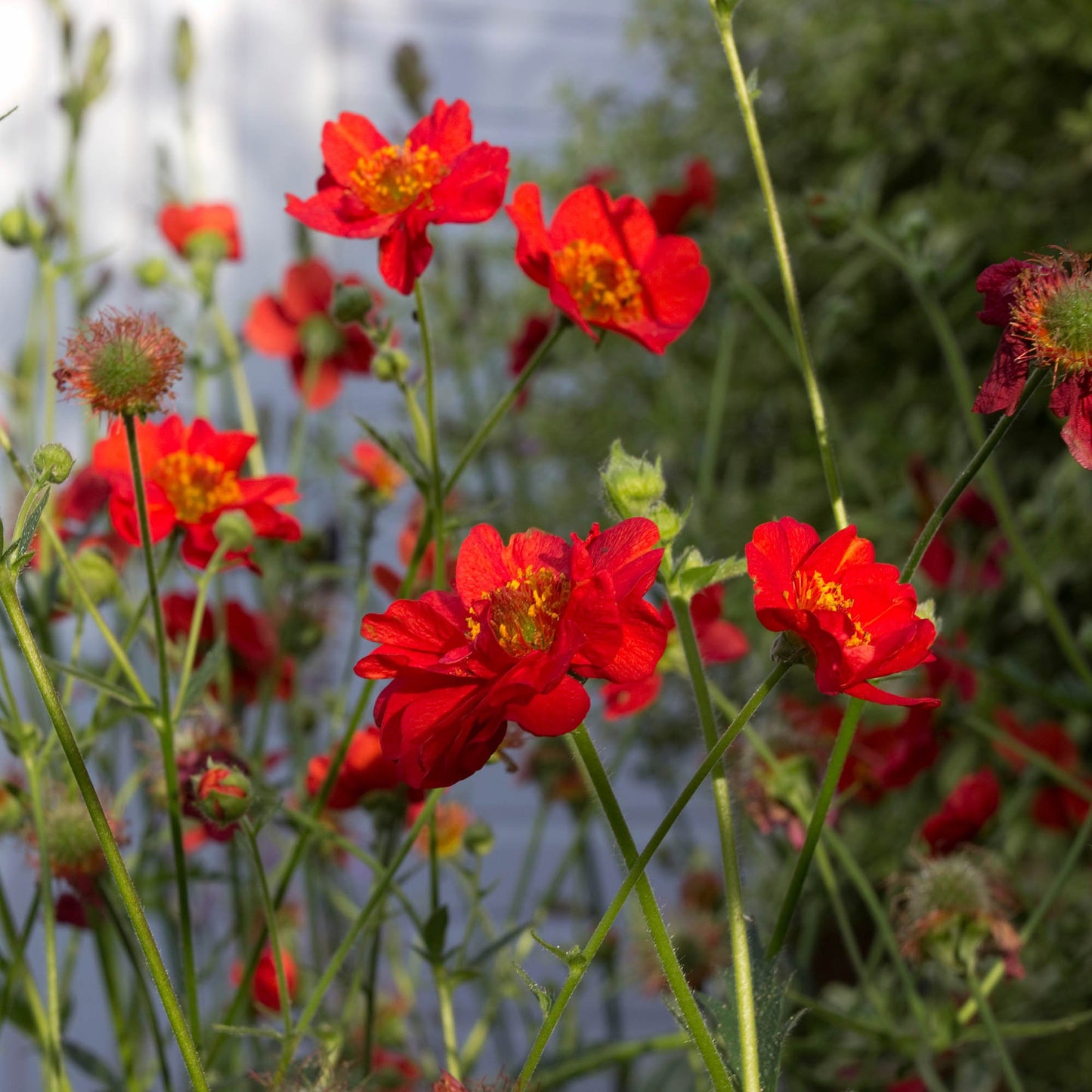 Geum 'Mrs J Bradshaw'