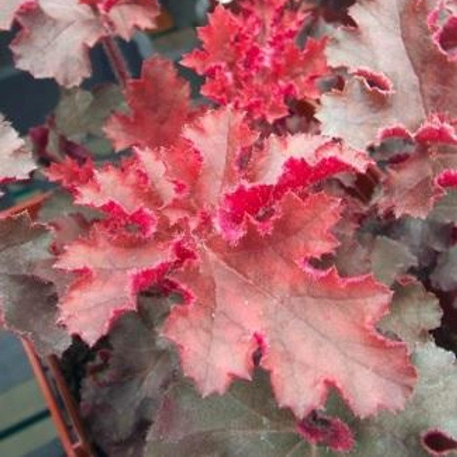 Heuchera 'Melting Fire'