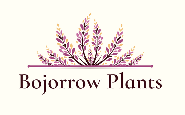 Bojorrow Plants