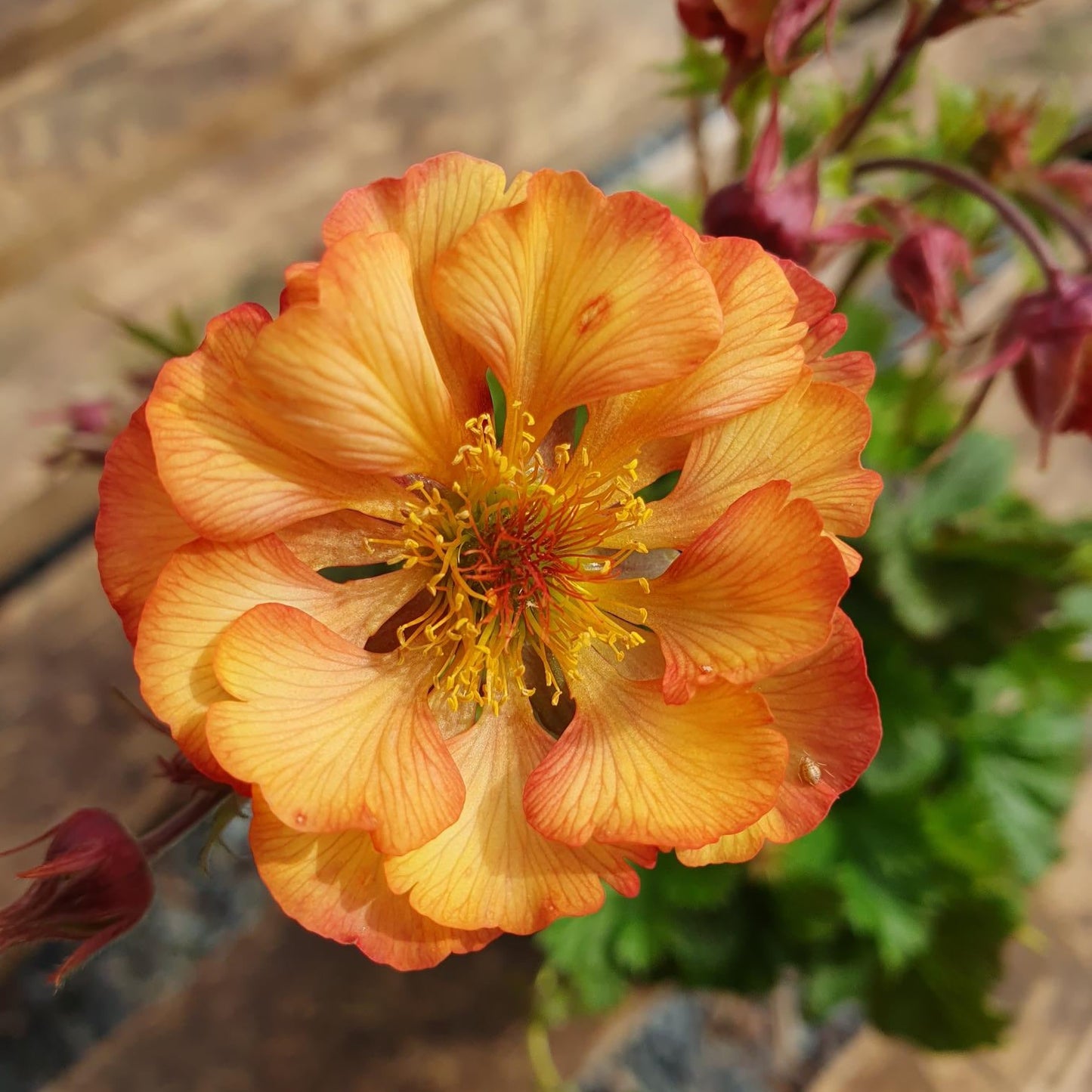 Geum Nonna