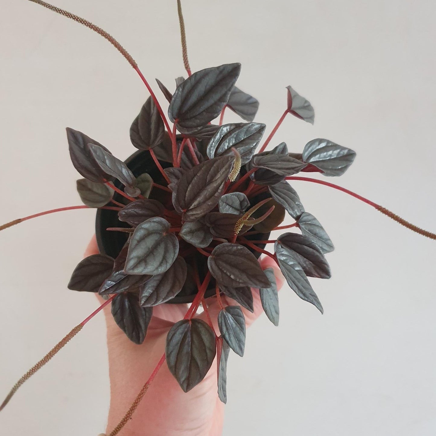 Peperomia Caperata 'Santorini'