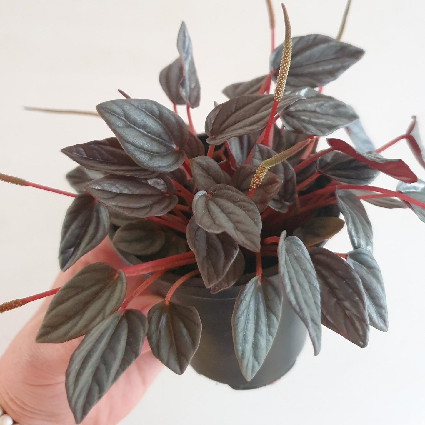 peperomia caperata house plant red ridged leaves