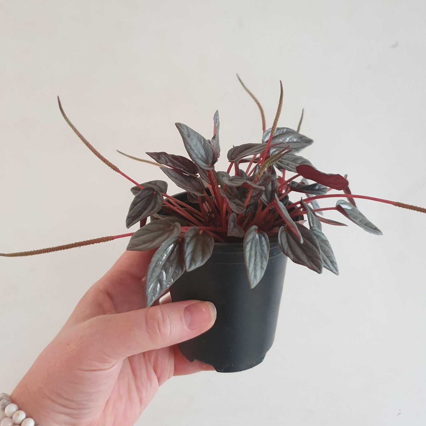 Peperomia Caperata 'Santorini'