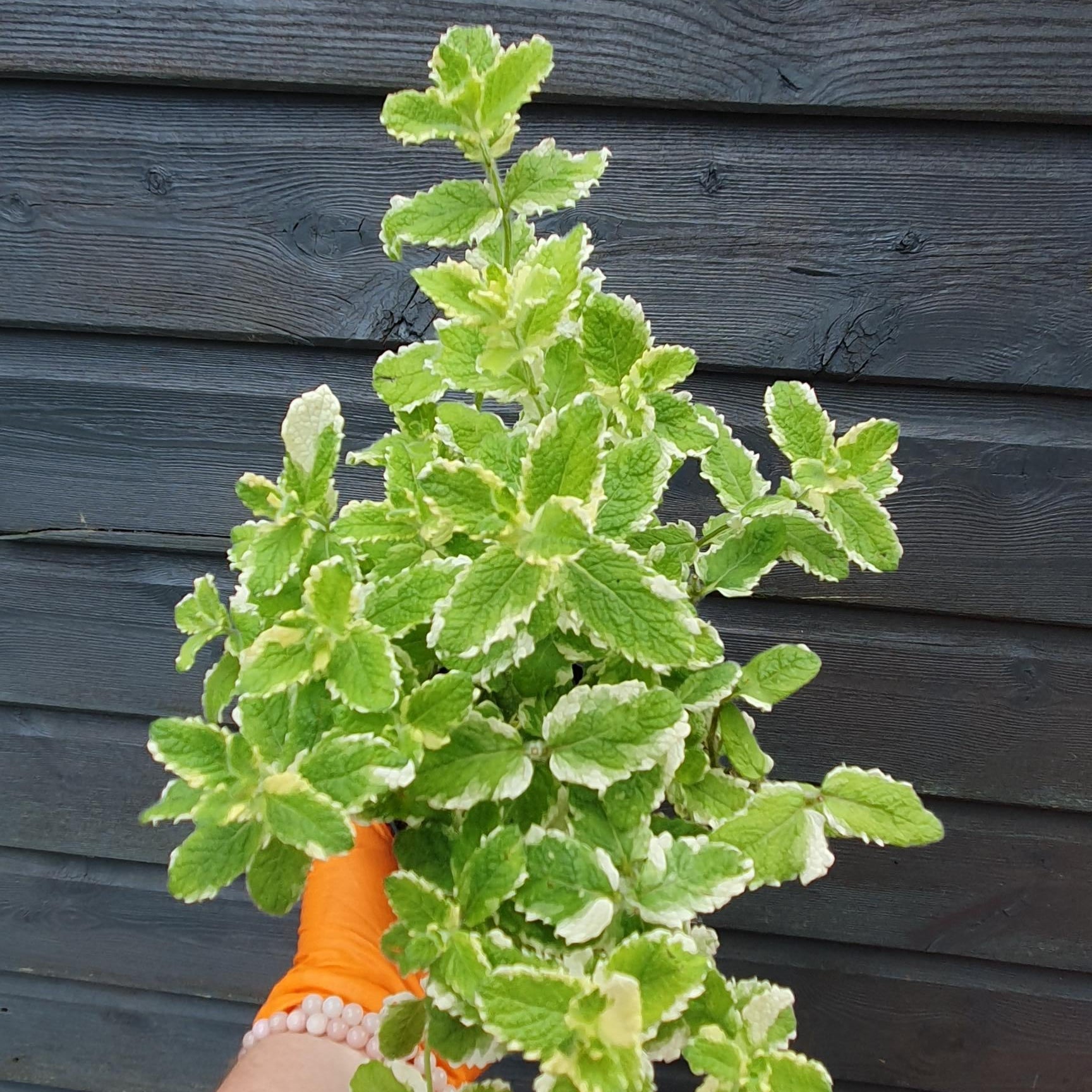 mint pineapple plant Pineapple Mint herb fragranced – Bojorrow Plants