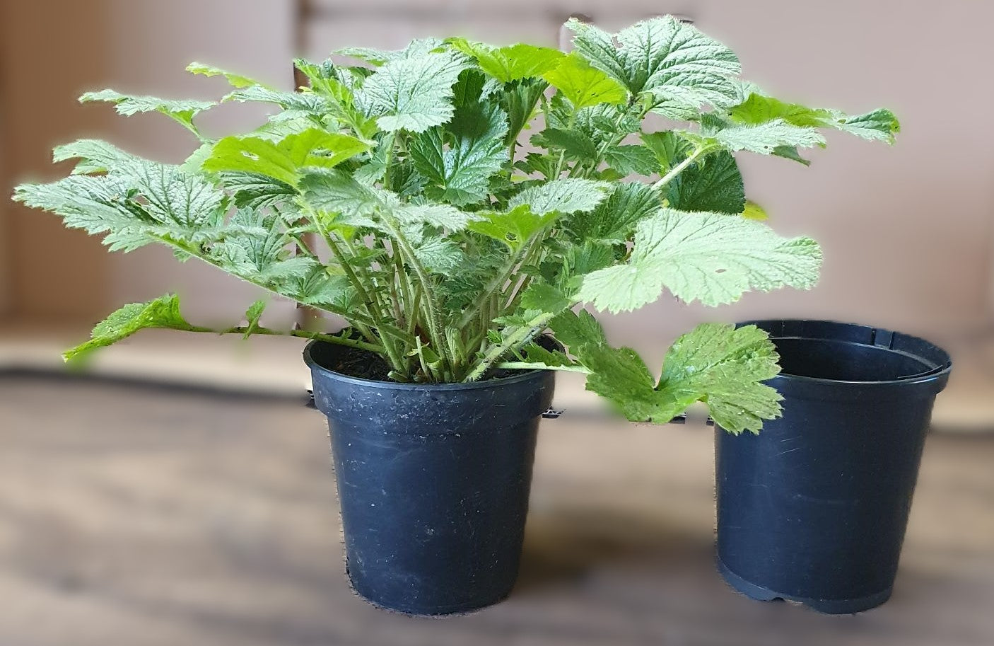 example of plant size in pot