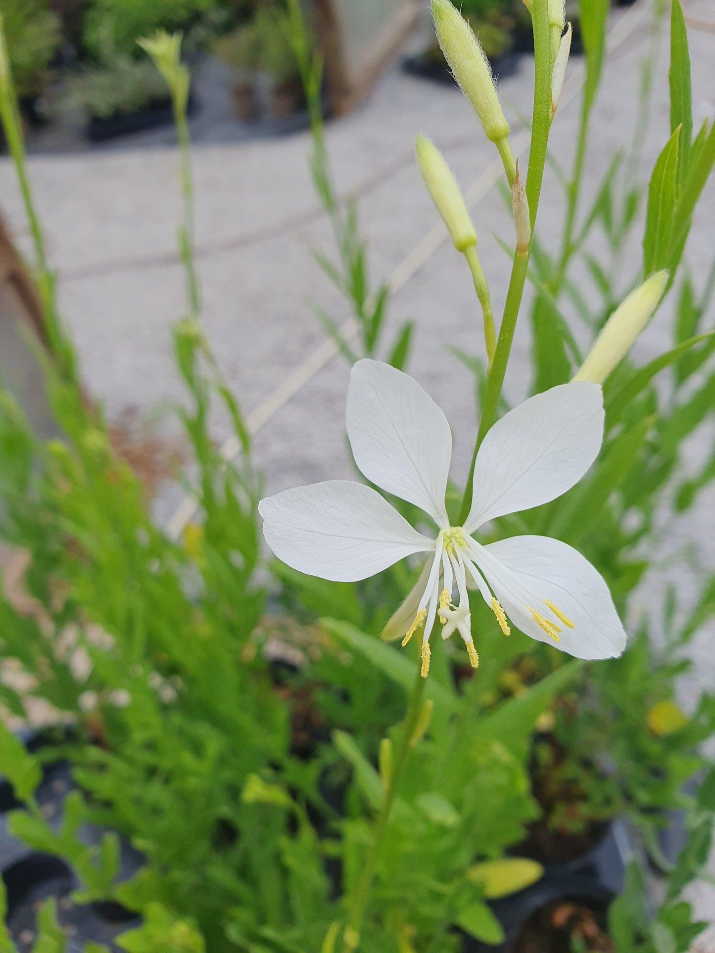 Gaura Lindheimeri Cool Breeze