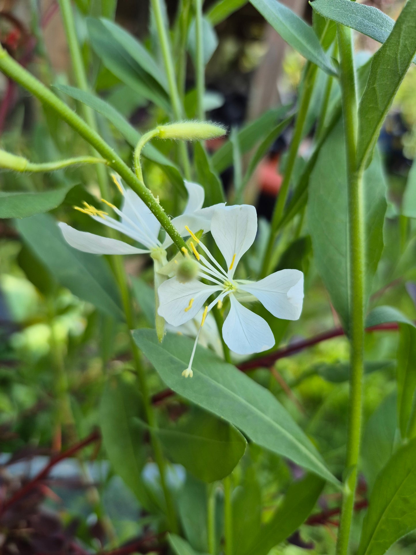 Gaura Lindheimeri Cool Breeze