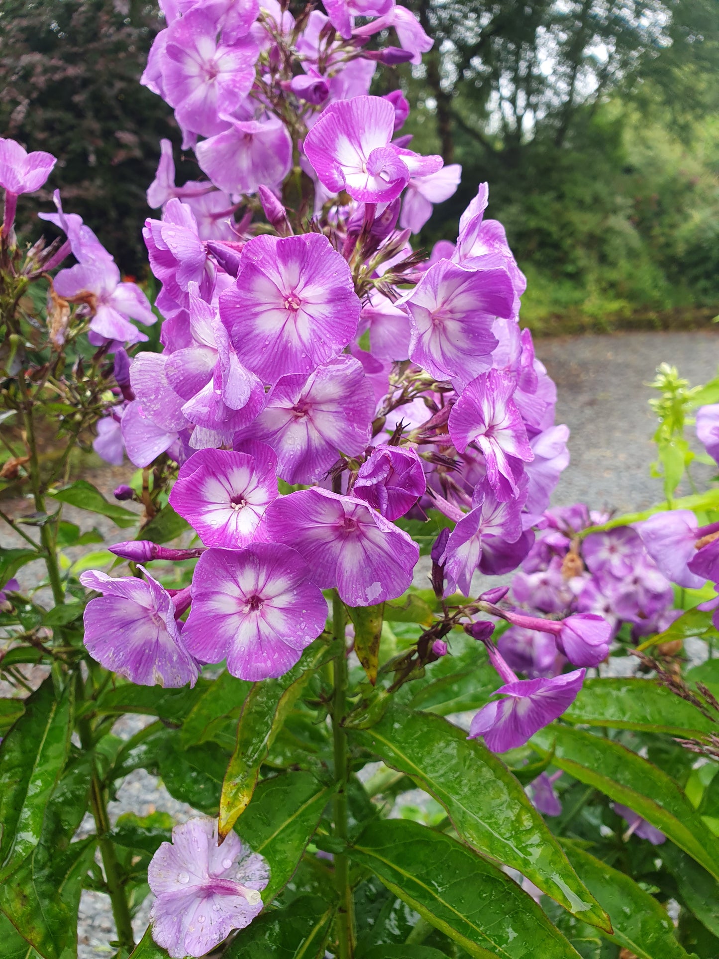 Phlox Paniculata Laura