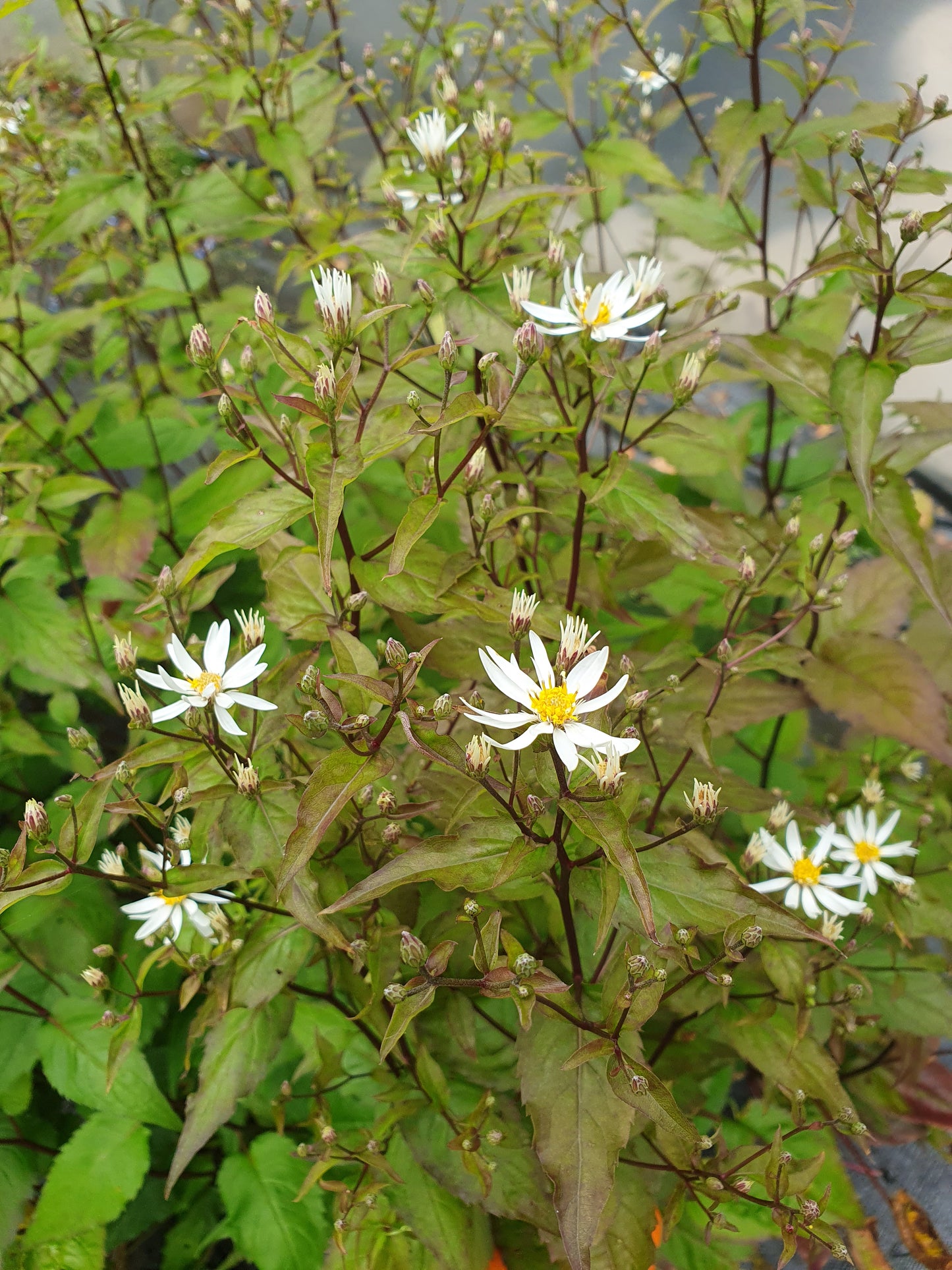 Aster Divaricatus