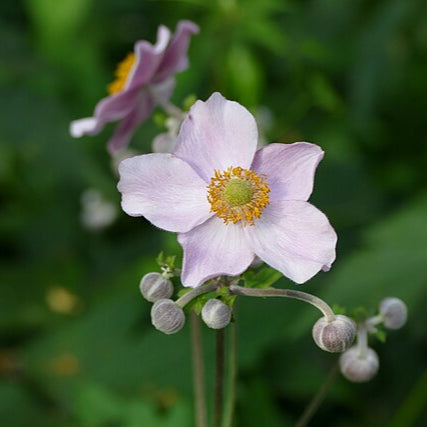 Anemone September Charm