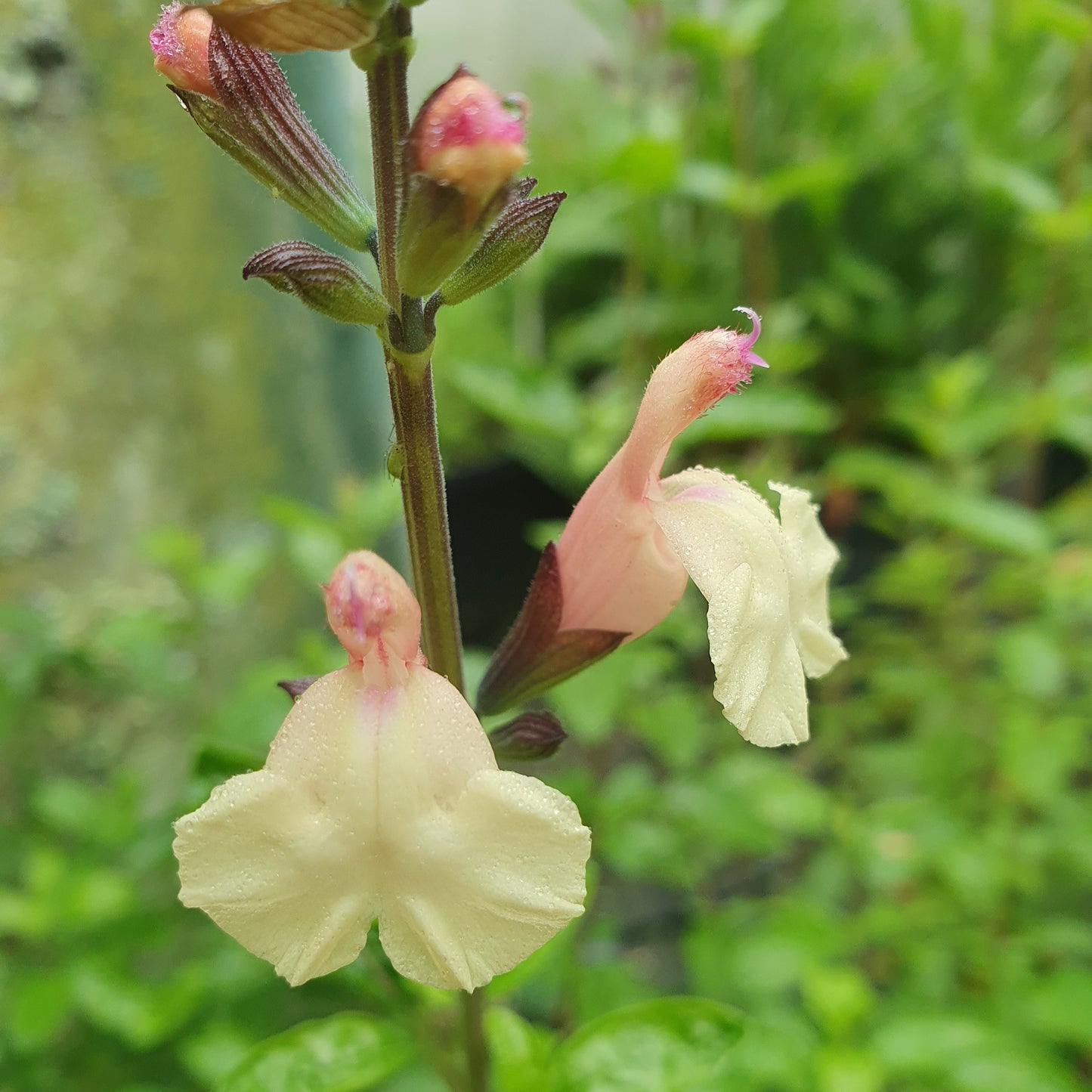 Salvia Microphylla 'Trelissick Creamy Yellow'