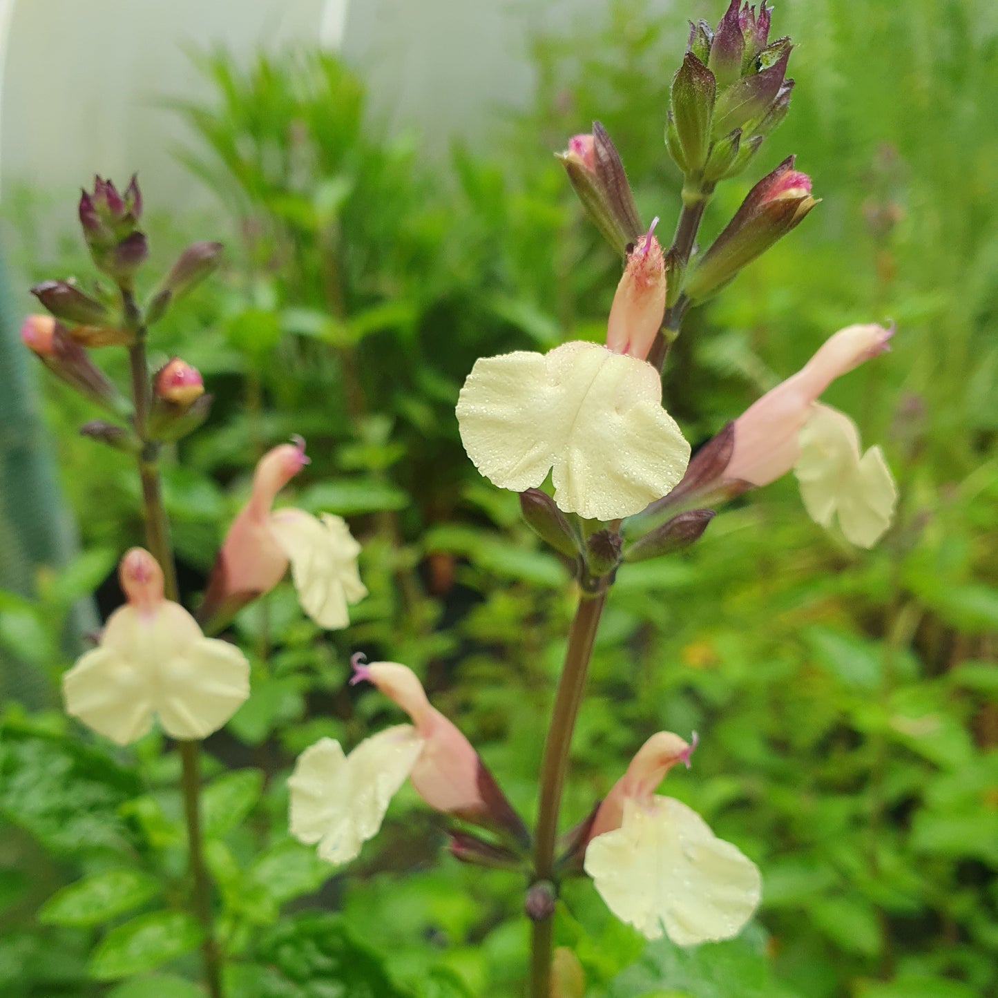 yellow flowers with green leaves in a natural setting