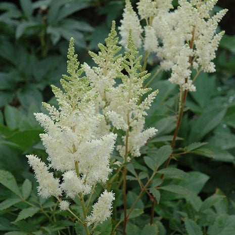 Astilbe x arendsii (White)
