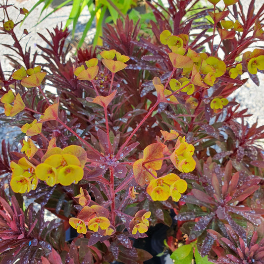 Close-up of a plant with red and green leaves and yellow flowers.
