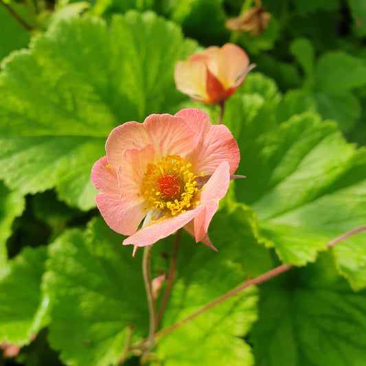 Pink flower with a yellow center surrounded by green leaves