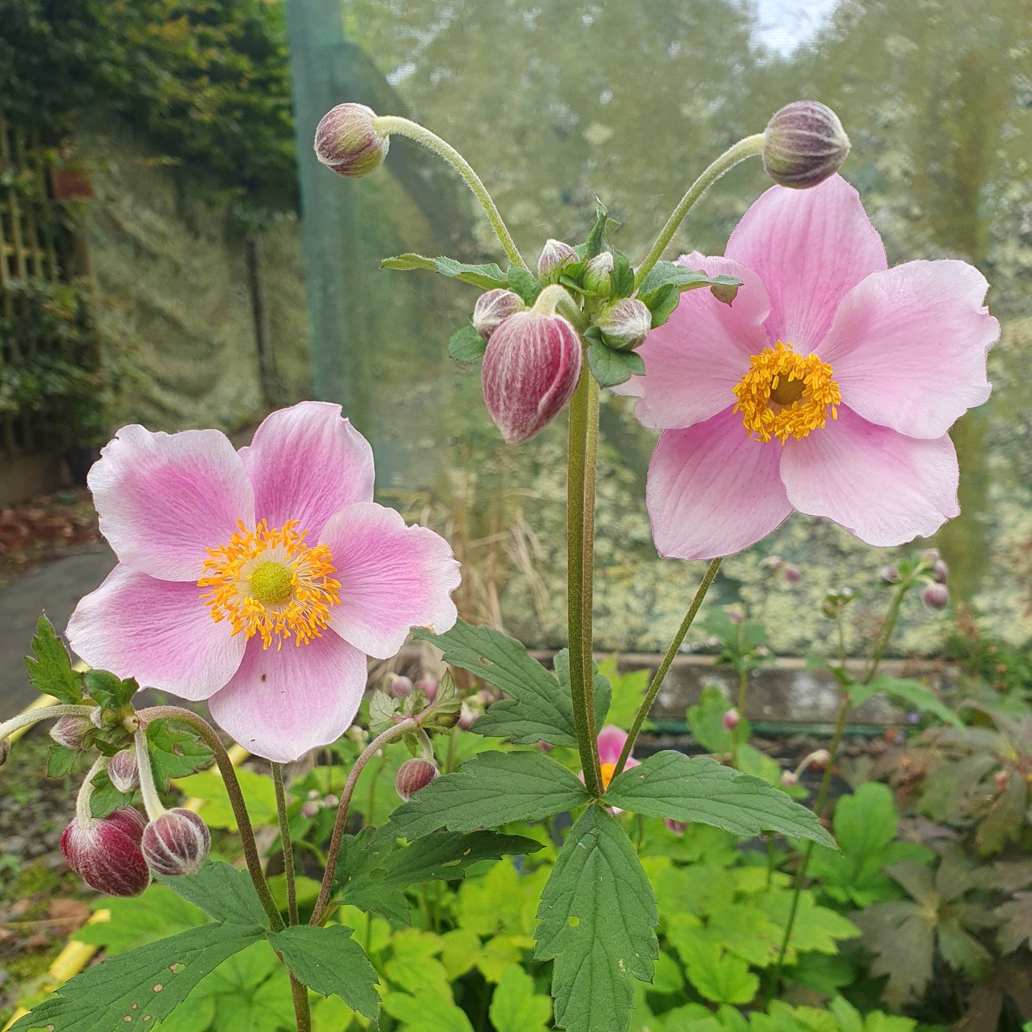 Anemone September Charm