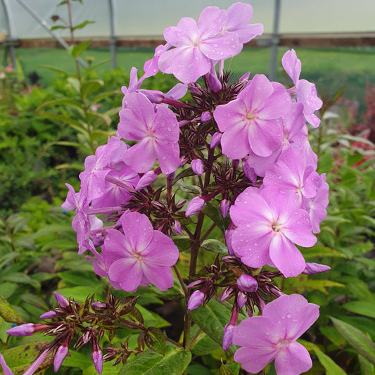 Phlox Paniculata Blue Boy