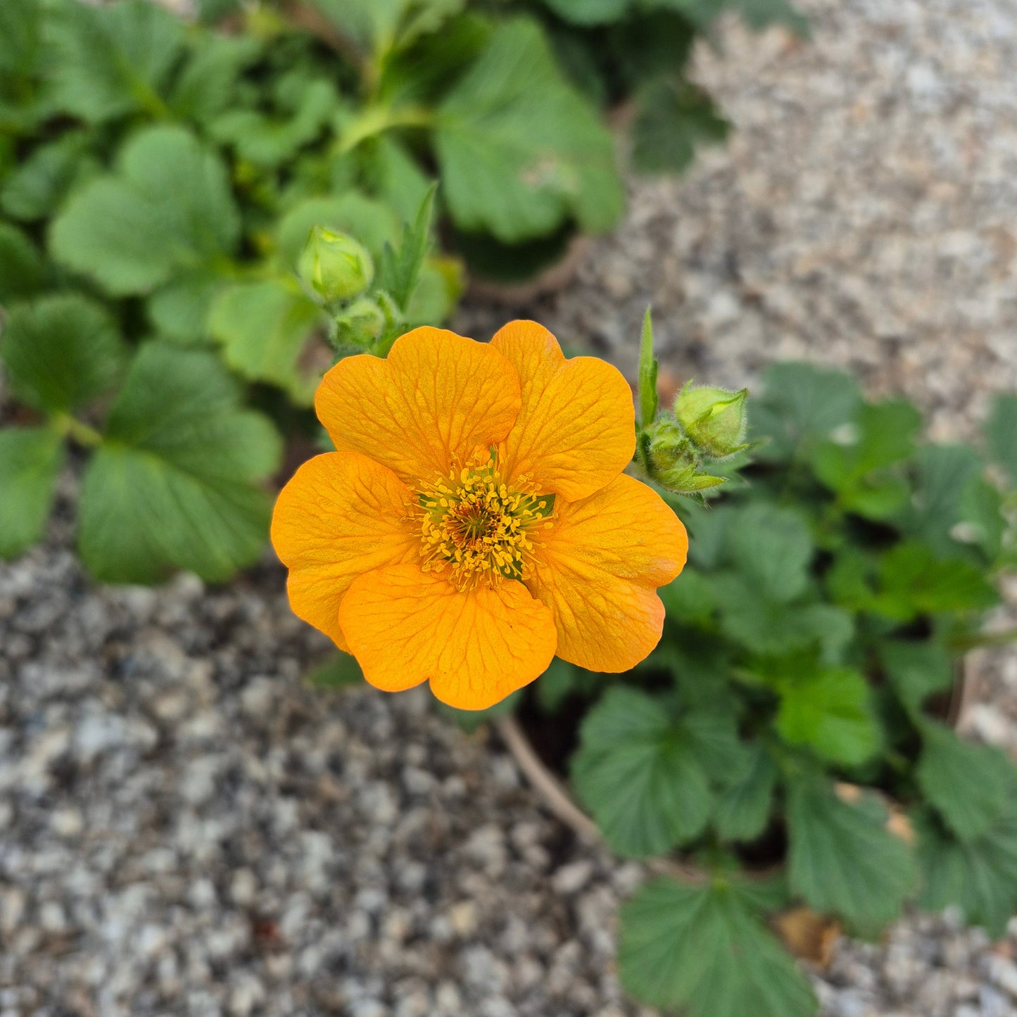 Geum Totally Tangerine