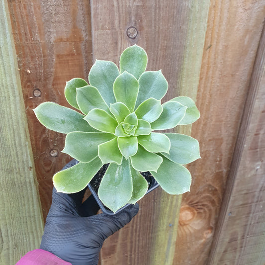 Aeonium Balsamiferum