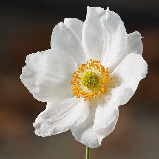 White flower with a yellow center on a blurred background
