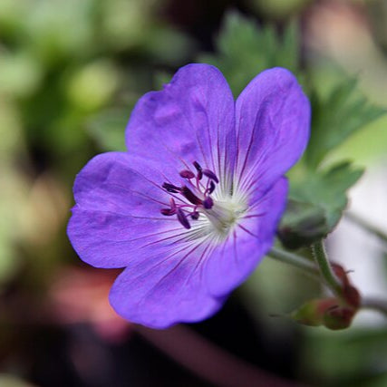Close-up of a purple flower with green leaves on a blurred natural background