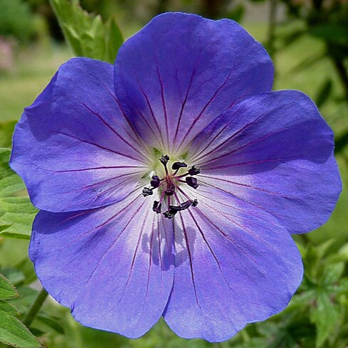 Close-up of a vibrant blue flower with green leaves in the background