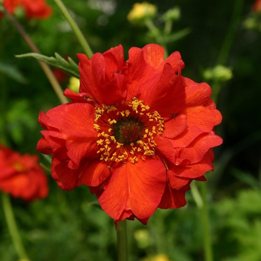 Geum 'Mrs J Bradshaw'
