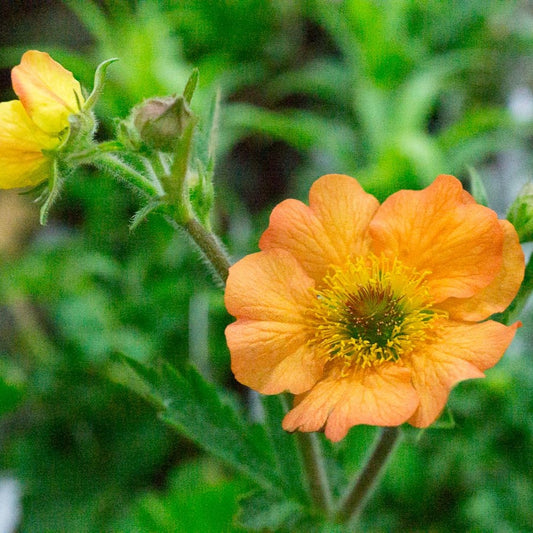 Geum Totally Tangerine