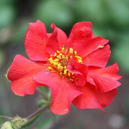 Close-up of a bright red flower with a blurred green background