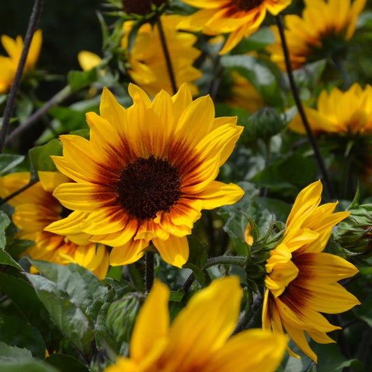 Helianthus Sunbelievable 'Brown Eyed Girl'