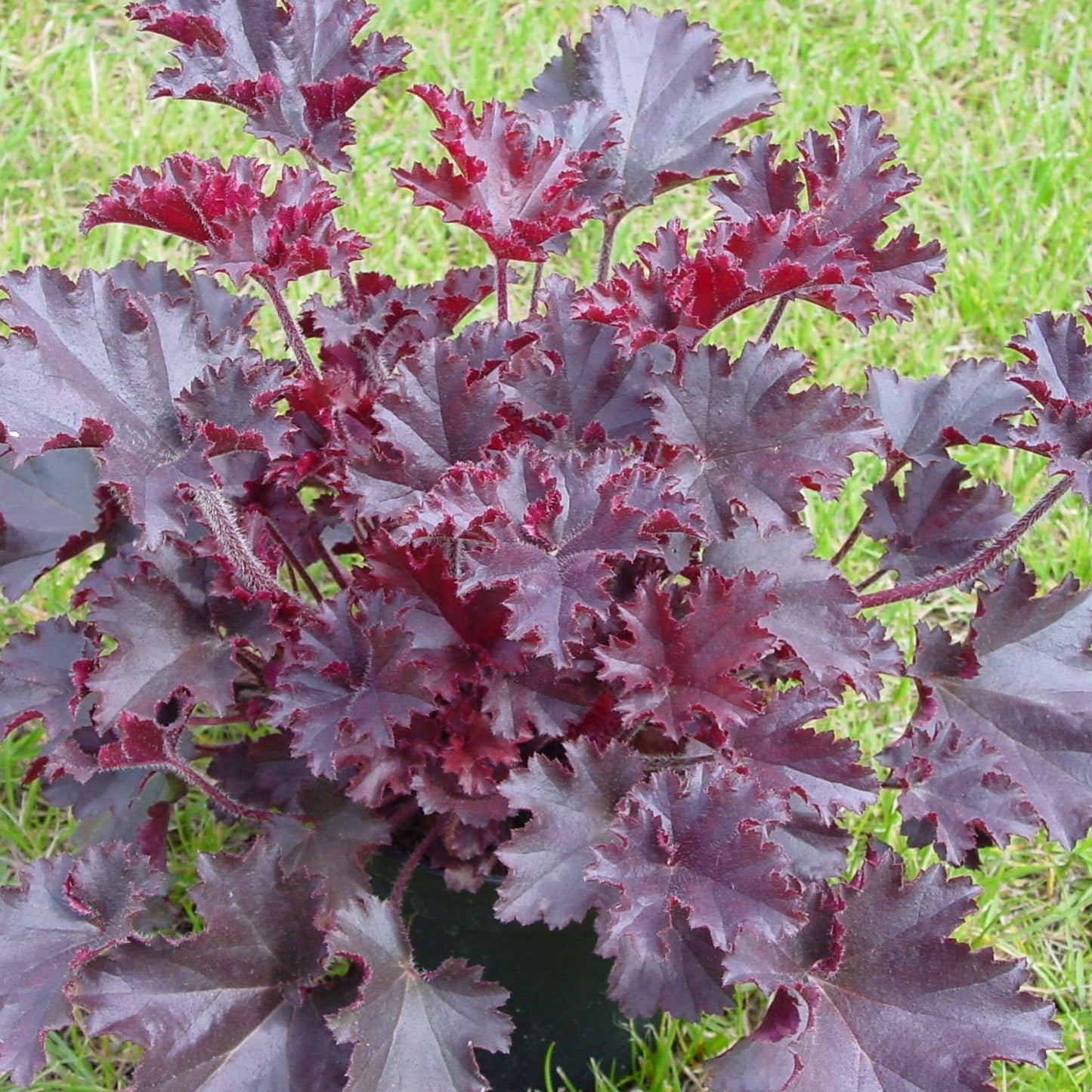 Heuchera 'Melting Fire'