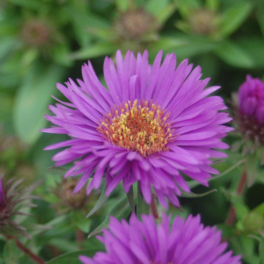 Aster purple dome perennial flower 