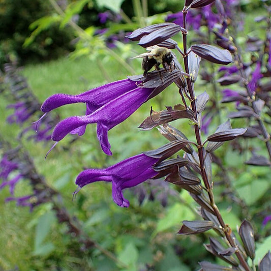 Purple flowers with a bee on a blurred green background