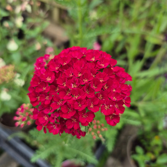 Achillea Millefolium 'Pomegranate' (Tutti Frutti Series)